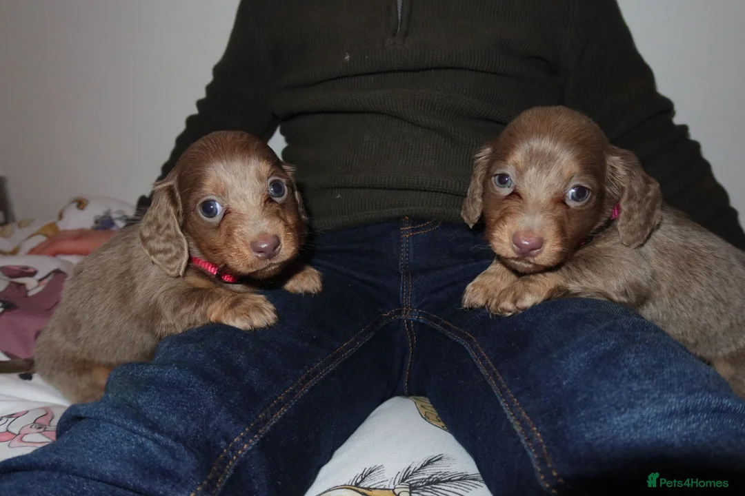 Miniature Dachshund dogs for sale: Last 2 blue&tan girls kc longhair mini dachshunds - Advert 4