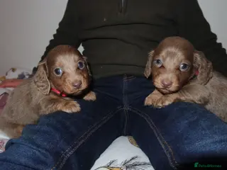 Miniature Dachshund dogs Kc longhair miniature dachshunds - Advert 13
