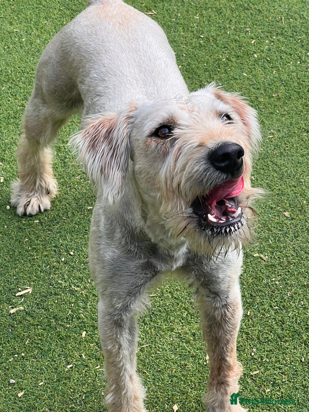 Soft Coated Wheaten Terrier dogs for sale: Irish Wheaton terrier  - Image 6