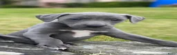 Mixed Breed dogs for sale: German pointer-lurcher cross  whippet pups  - Advert 2
