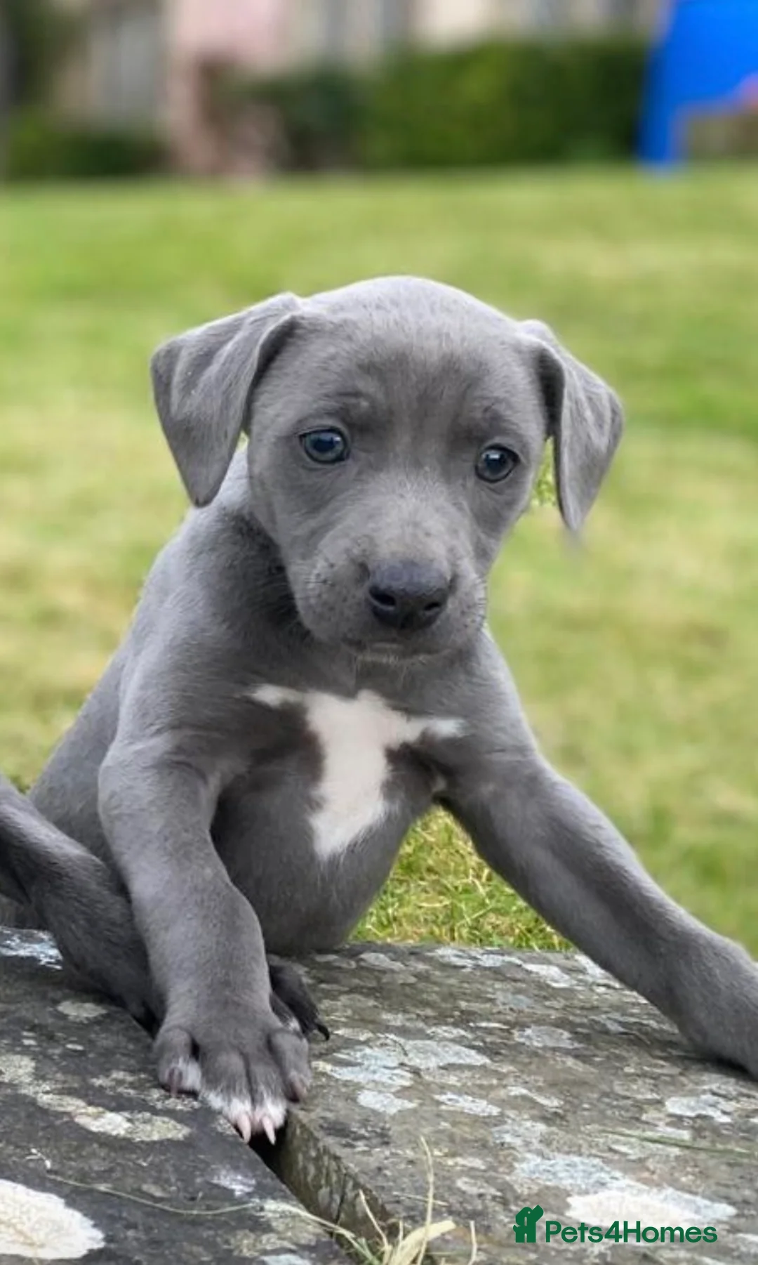 Mixed Breed dogs for sale: German pointer-lurcher cross  whippet pups  - Advert 2