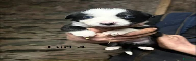 Border Collie Puppy 7