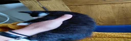 Mixed Breed cats for sale: Mix breed kittens. Mum is snow bengal  - Advert 2
