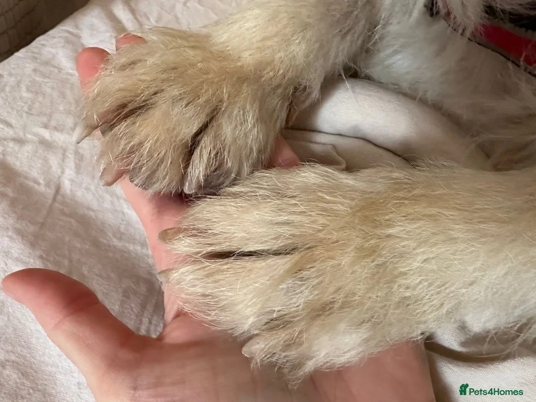 Mixed Breed dogs for adoption: 💖🐶 CLEOPATRA 🐶💖 - Advert 3