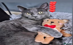 Domestic Shorthair cats for sale: Looking for new home/cat is free - Image 4