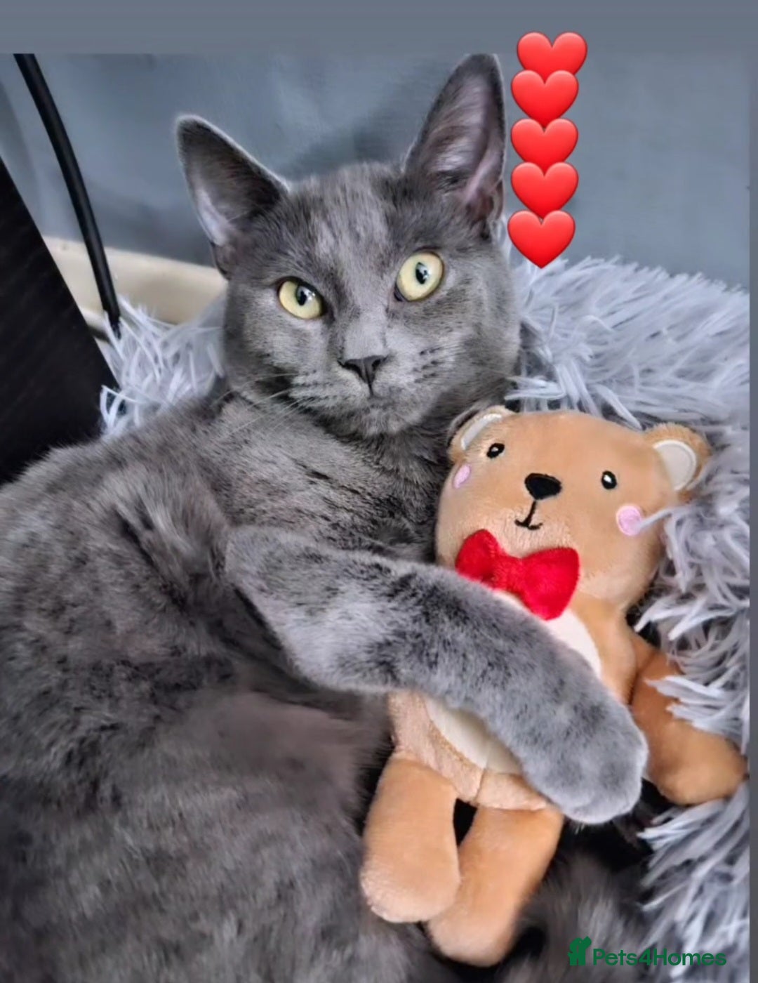 Domestic Shorthair cats for sale: Looking for new home/cat is free - Image 4