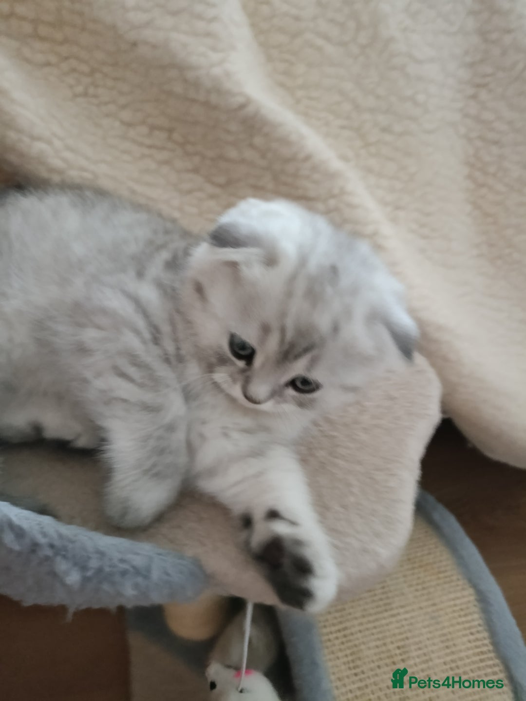 Scottish Fold cats for sale: Scottish Fold kitten  - Advert 15