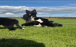 Border Collie dogs for sale: Superb litter of purebred Border Collie puppies  - Image 32