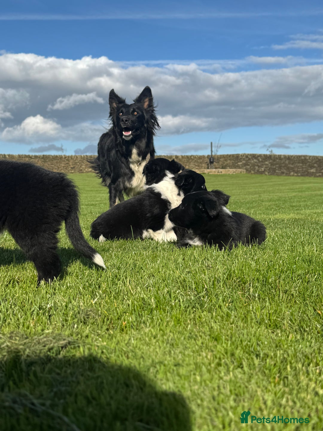 Border Collie dogs for sale: Superb litter of purebred Border Collie puppies  - Image 32