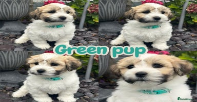Mixed Breed dogs - Advert 11