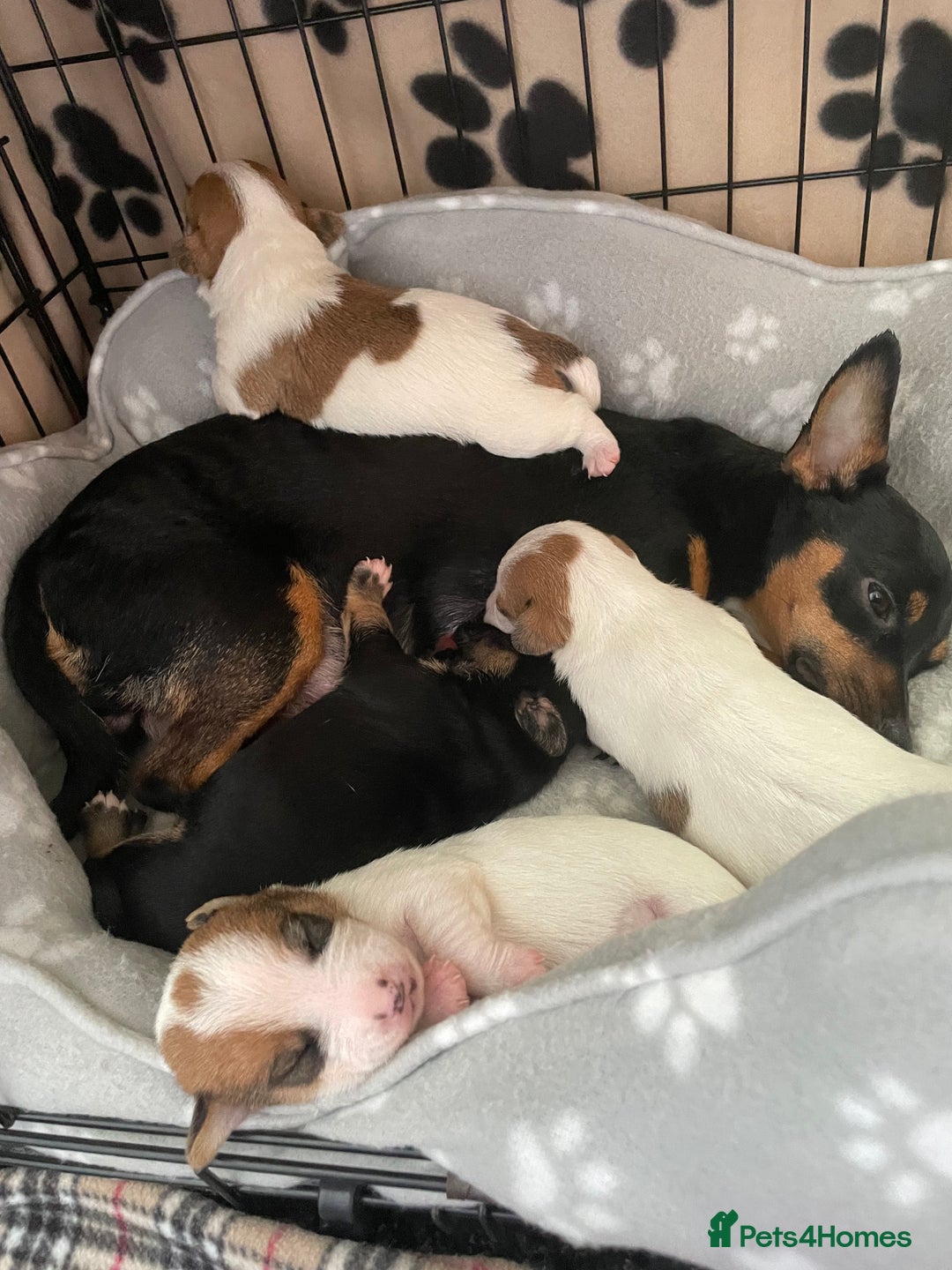 Mixed Breed dogs for sale: Jack chi puppies  - Image 1