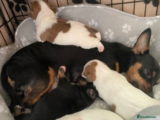 Mixed Breed dogs for sale - Advert 1