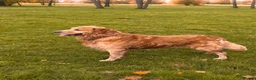 Golden Retriever dogs for sale: 🧸 Litter Announcement - Pedigree KC Puppies 🧸 - Advert 7