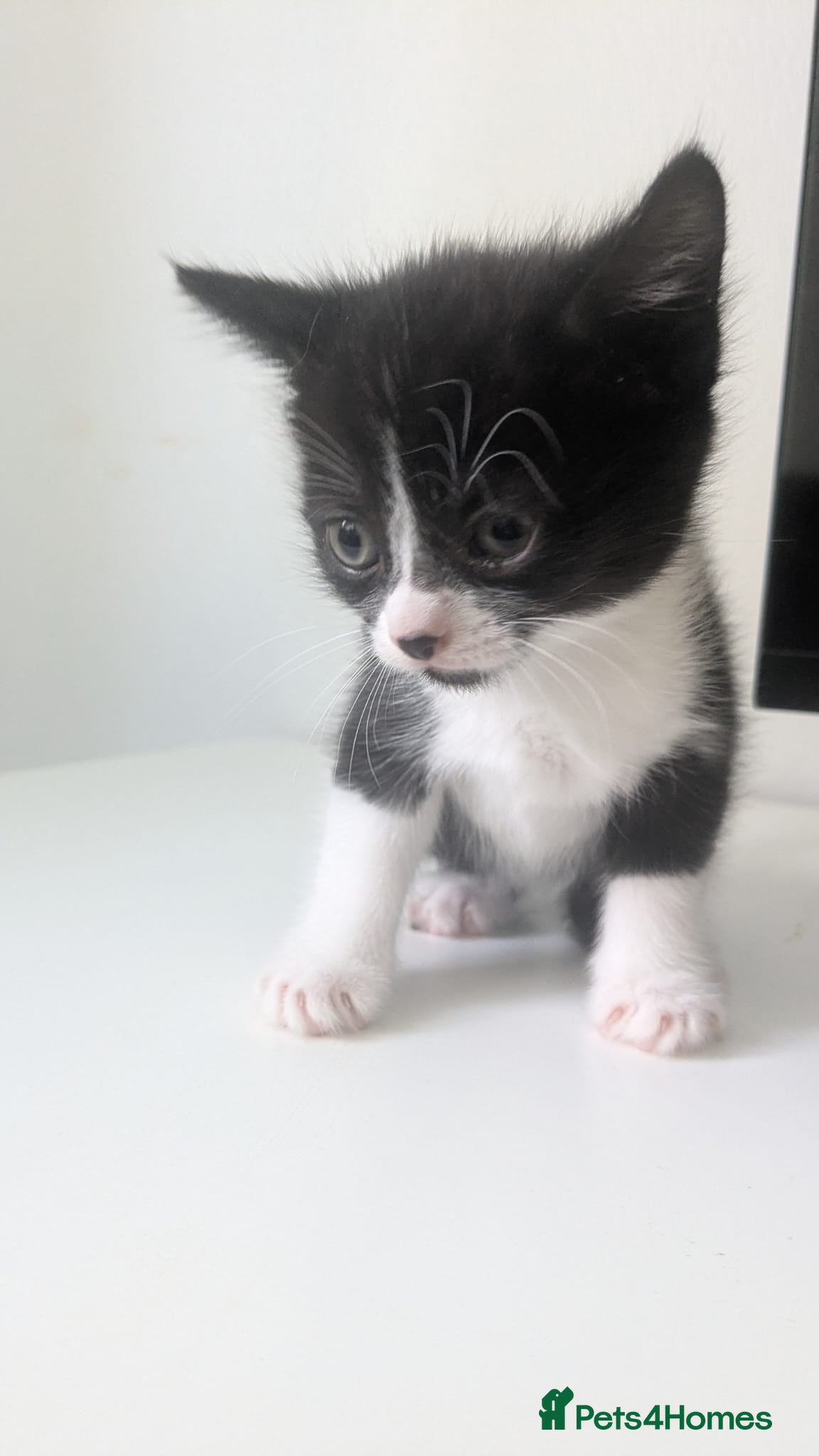 Mixed Breed cats for sale: Kittens  - Advert 4