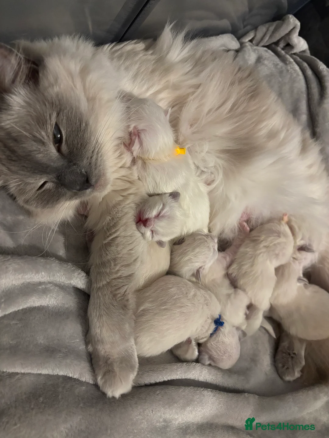 Ragdoll cats for sale: ✨ 6 beautiful ragdoll kittens ✨ - Advert 1
