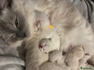Ragdoll cats ✨ 6 beautiful ragdoll kittens ✨ - Advert 2