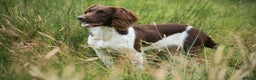 English Springer Spaniel dogs for stud: For stud- Liver and White ESS proven outstanding  in Merthyr Tydfil - Advert 2
