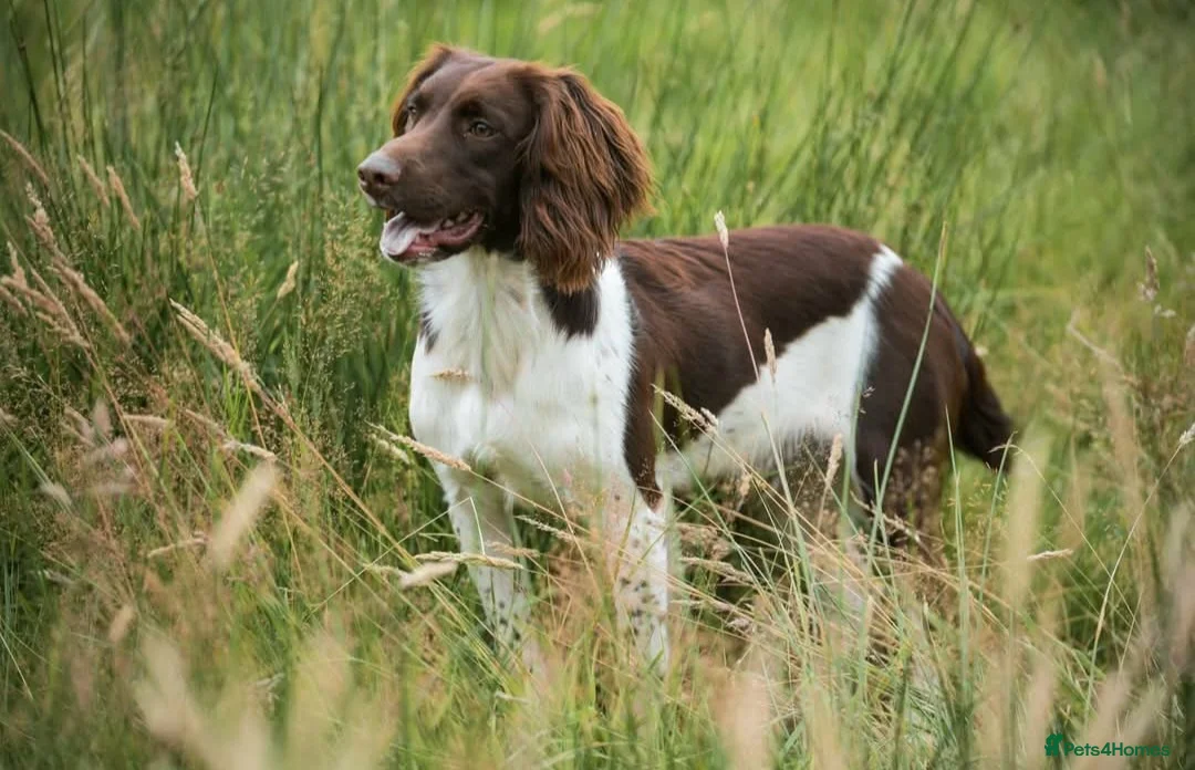 English Springer Spaniel dogs for stud: For stud- Liver and White ESS proven outstanding  in Merthyr Tydfil - Advert 2