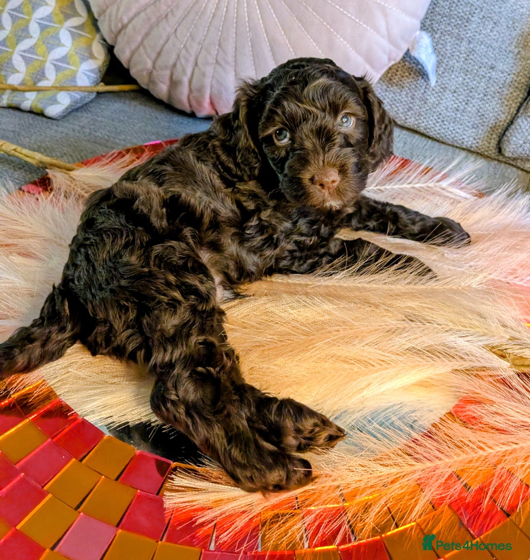 Cockapoo dogs for sale: 4 males and 1 female, chocolate coated cockerpoos  - Image 11