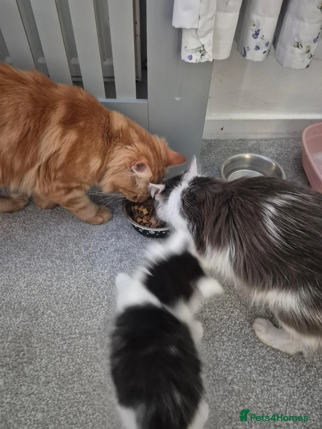 Mixed Breed cats for sale: Maine Coon Cross (Father Maine coon, Mother Moggy) - Advert 1