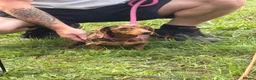 Miniature Dachshund dogs for sale: Beautiful girl looking for home - Advert 4