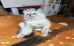Ragdoll cats for sale: ❗️❤️5 Incredibly Beautiful Ragdoll Kittens❤️🐈  - Image 8