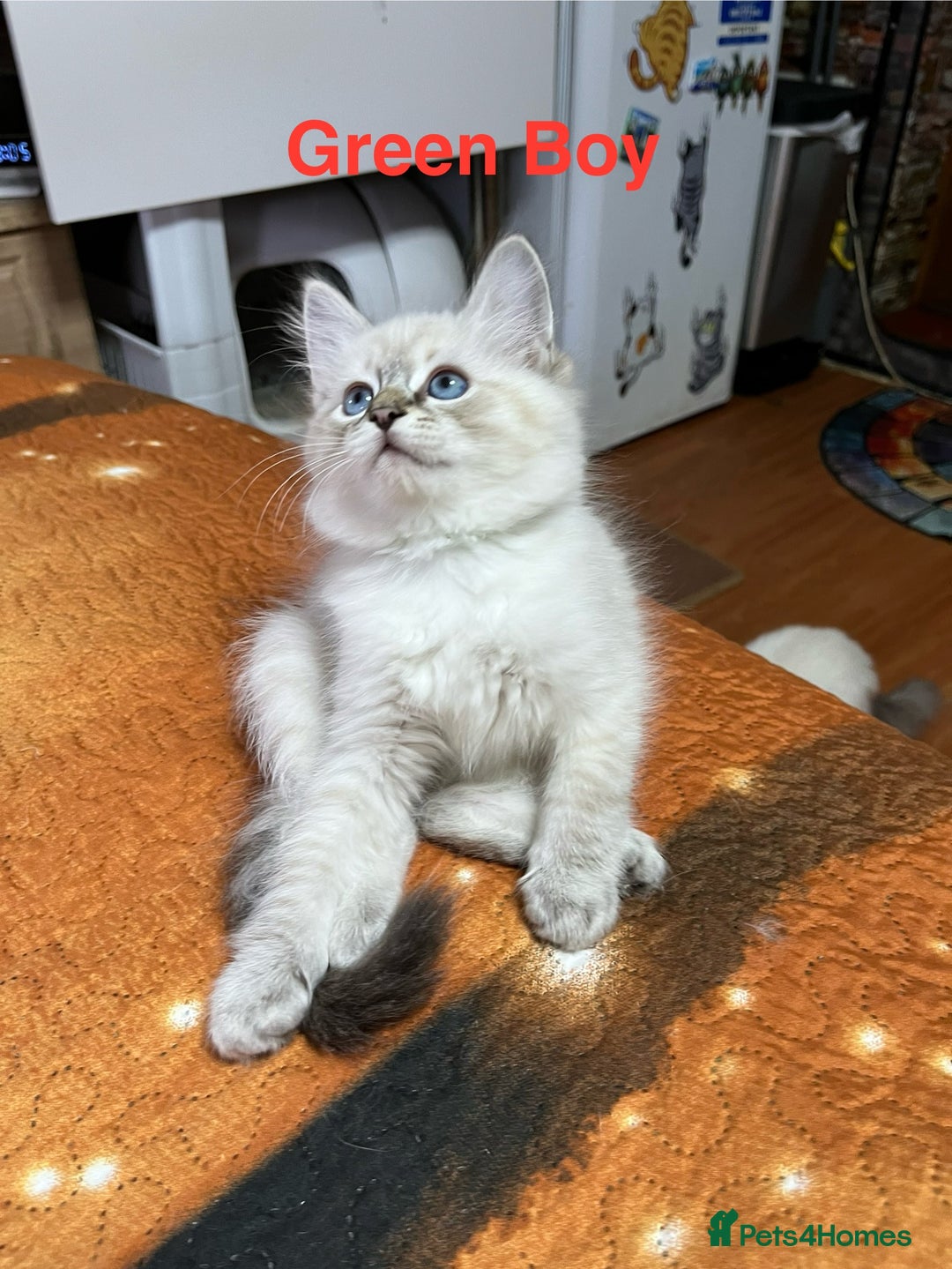Ragdoll cats for sale: ❗️❤️5 Incredibly Beautiful Ragdoll Kittens❤️🐈  - Image 8