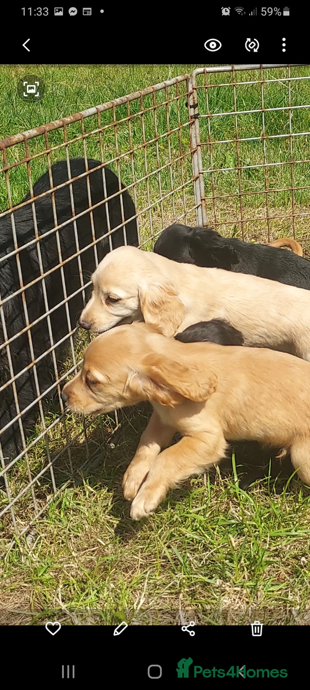 Cocker Spaniel dogs for stud: Kc health tested cocker spaniel at stud - Advert 6