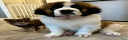 Saint Bernard dogs for sale: Beautiful kc reg 7month old Saint Bernard female  - Advert 9