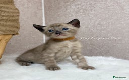 Bengal cats for sale: International Championship, Full Pedigree Bengals - Image 5