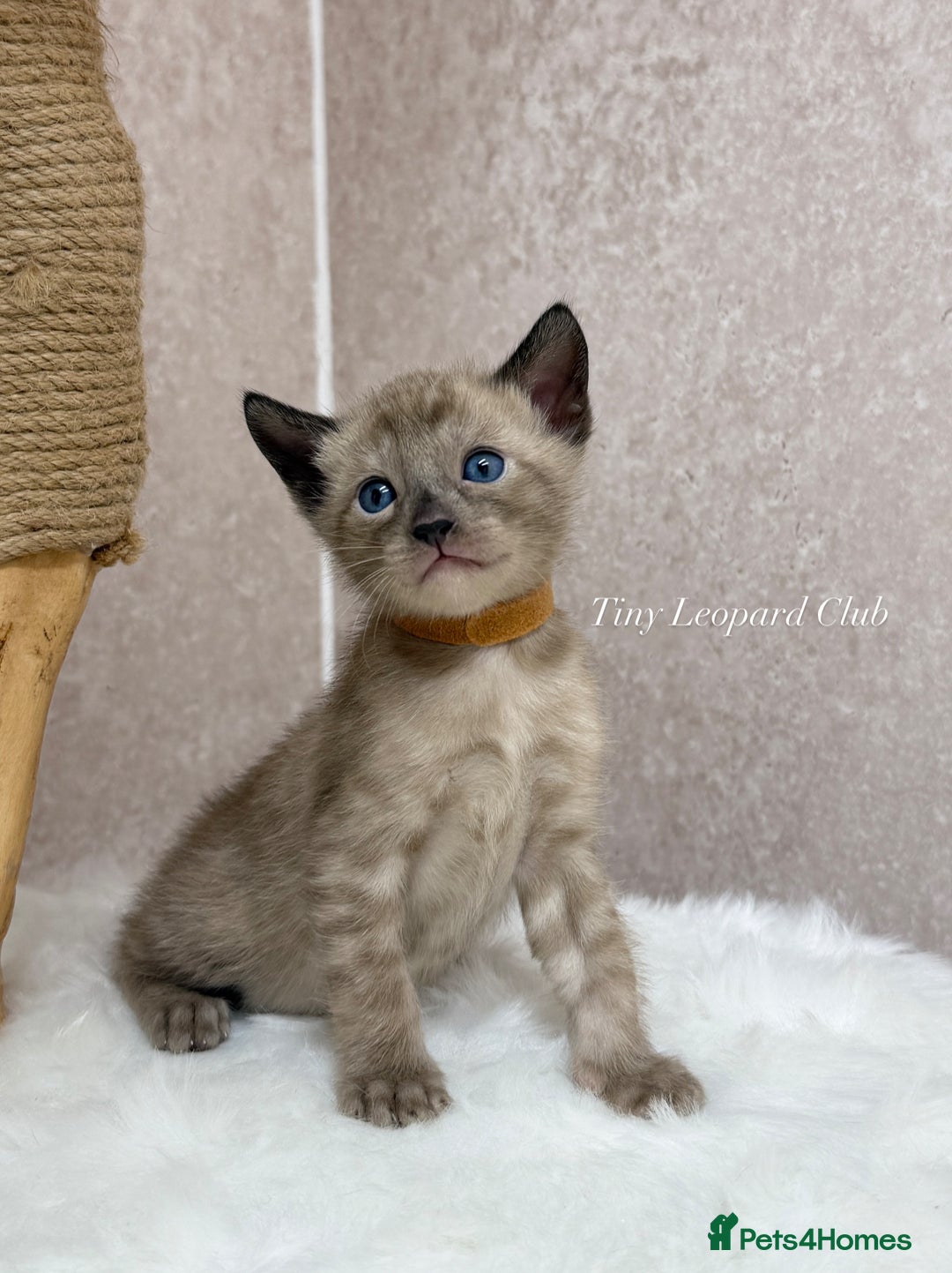 Bengal cats for sale: International Championship, Full Pedigree Bengals - Image 5