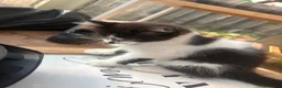 Mixed Breed cats for sale: Accidental litter  in Ipswich - Advert 6