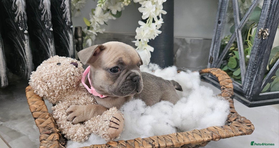 French Bulldog dogs for sale: French bulldog lilac/blue fawn  - Image 22