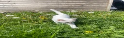 Mixed Breed cats for sale: Male  - Advert 4