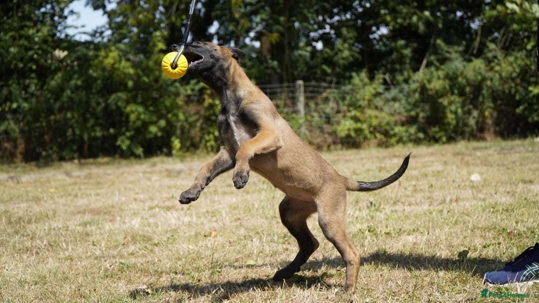 Belgian Shepherd Dog dogs for sale: KC registered Belgian Malinois – Stable,Balanced🐾 - Image 11