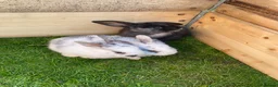 Mixed Breed rabbits for sale: Baby rabbits for sale ready now in Redditch - Advert 9