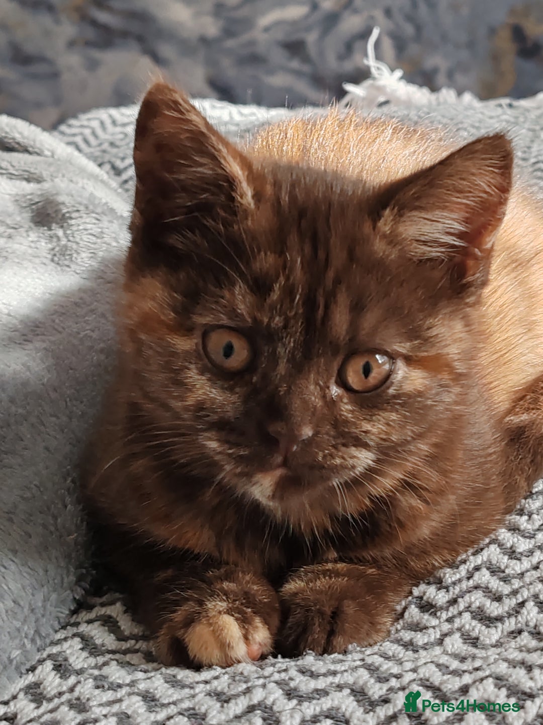 British Shorthair cats for sale: British shorthair kittens  - Image 15