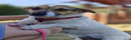 Mixed Breed dogs for adoption: ❤️🐶 SANYA – LOVING, CLEVER, JOYFUL SMALL GIRL in Redditch - Advert 6
