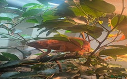 Chameleon reptiles for sale: Female Panther chameleon - Image 5
