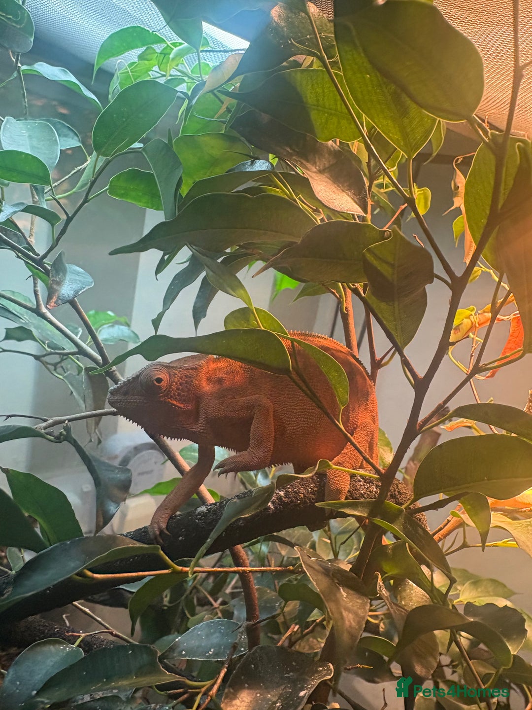 Chameleon reptiles for sale: Female Panther chameleon - Image 5