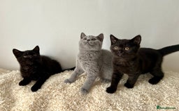 British Shorthair cats for sale: Ready to go pure breed British shorthair kittens - Image 11