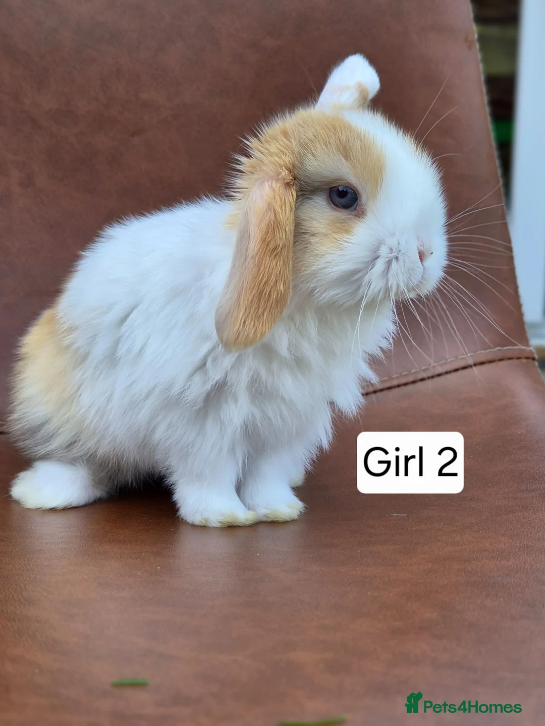 Mini Lop rabbits for sale: Beautiful mini lop babies  - Advert 3