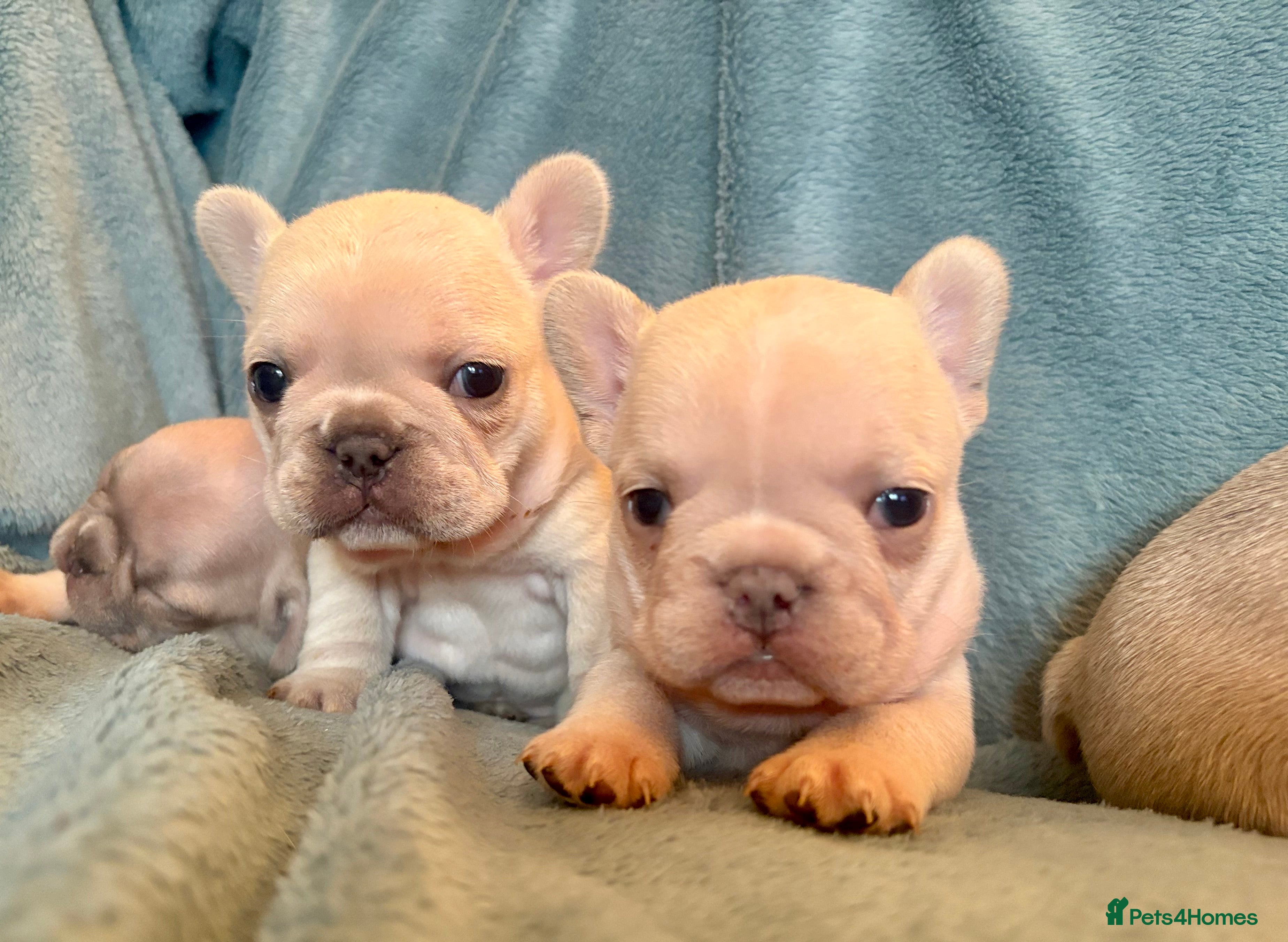 French Bulldog dogs French Bull Dog Puppies - Advert 11