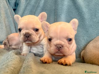 French Bulldog dogs French Bull Dog Puppies - Advert 14