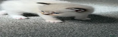 Ragdoll 3