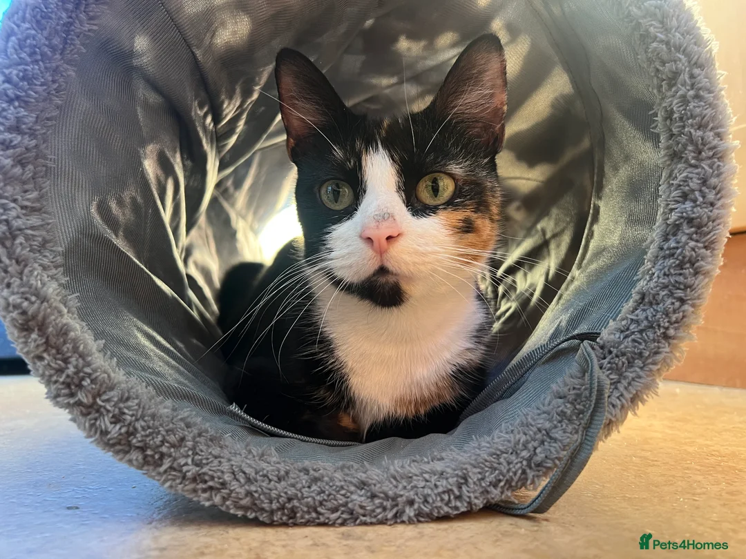 Mixed Breed cats for sale: Female calico - Advert 2