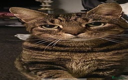 Mixed Breed cats for sale: Male large cat (Tato)  - Image 3