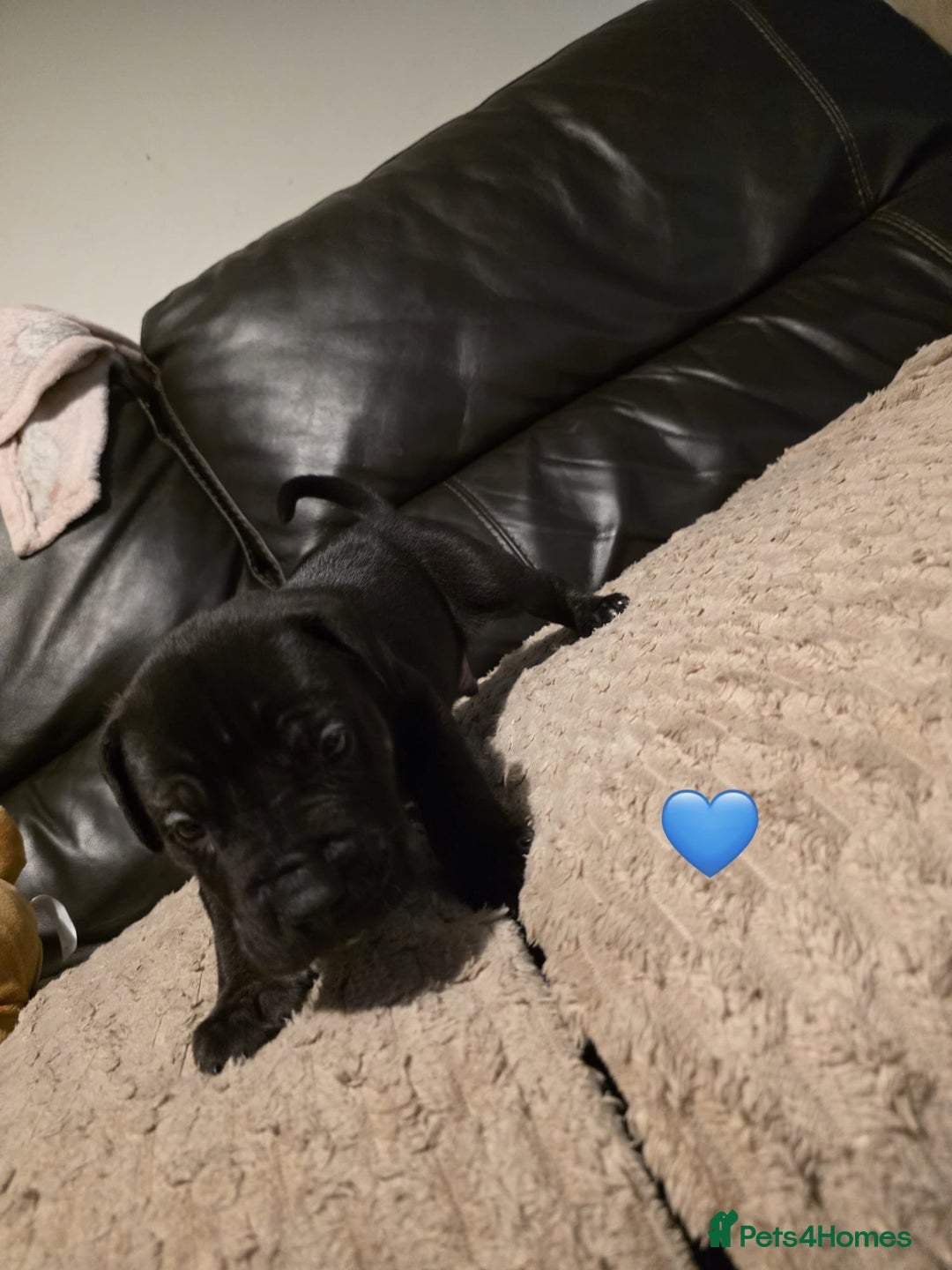 Cane Corso dogs for sale: Cane corso pups - Advert 5