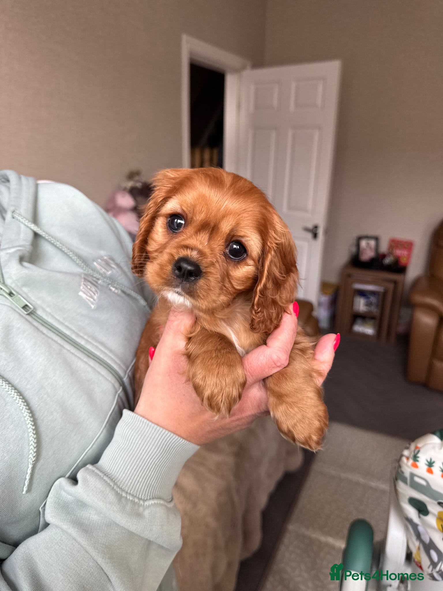 Cavalier King Charles Spaniel dogs Ready NOW KC/Health tested Cavalier KCS pups - Advert 8
