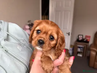 Cavalier King Charles Spaniel dogs Ready NOW KC/Health tested Cavalier KCS pups - Advert 8